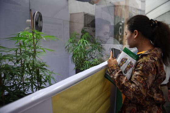 Pot Frenzy Sweeps Thailand as Government Touts Medical Marijuana
