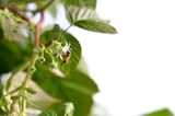 Raspberry Harvesting in Australia