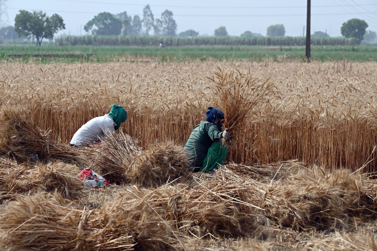 India Mulls Reducing Wheat Import Duty to Tame Rising Prices - Bloomberg