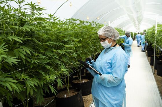 Cannabis Investors Eye Uruguay in Global Weed Export Push