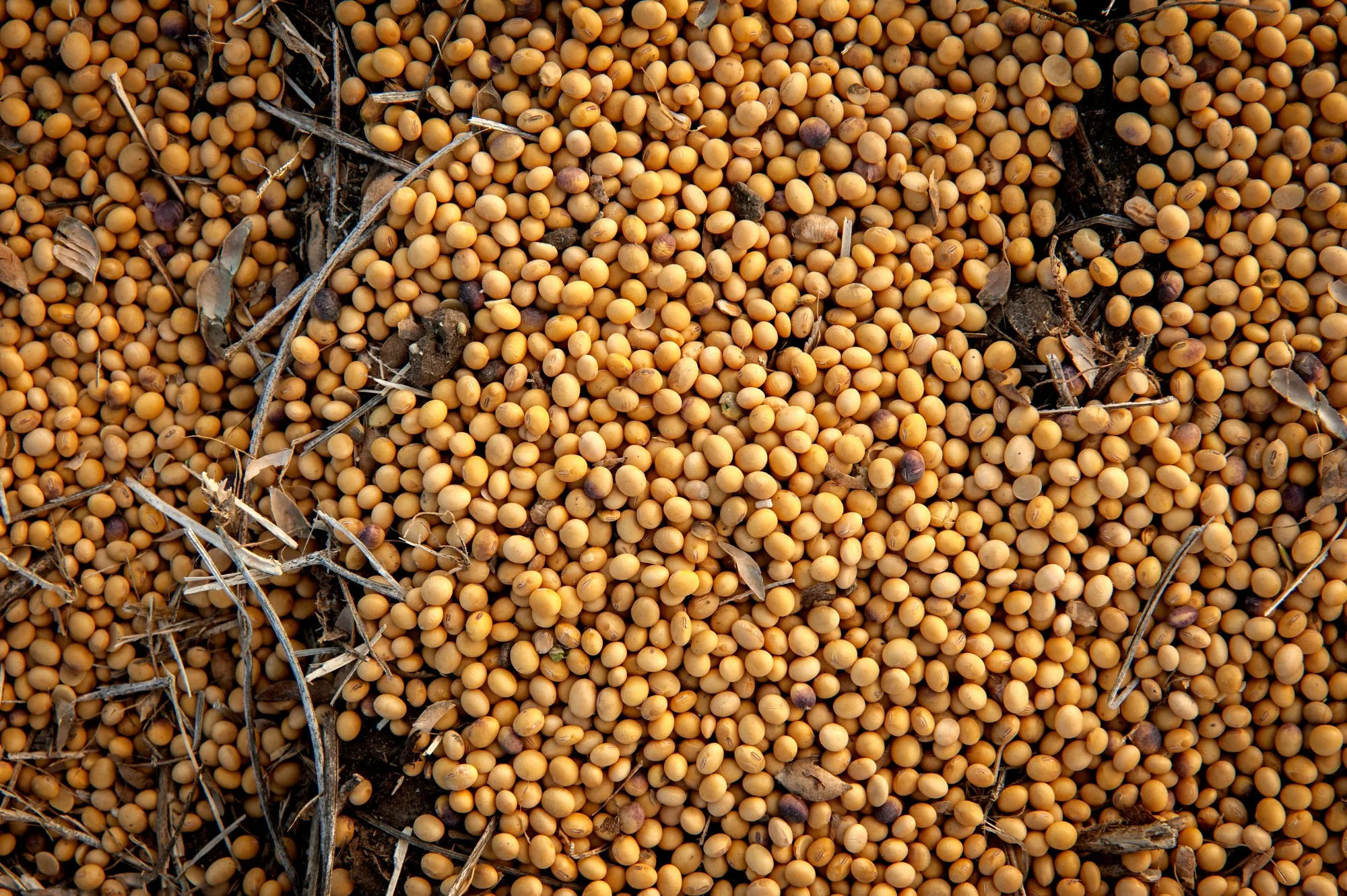 Soybean harvest.