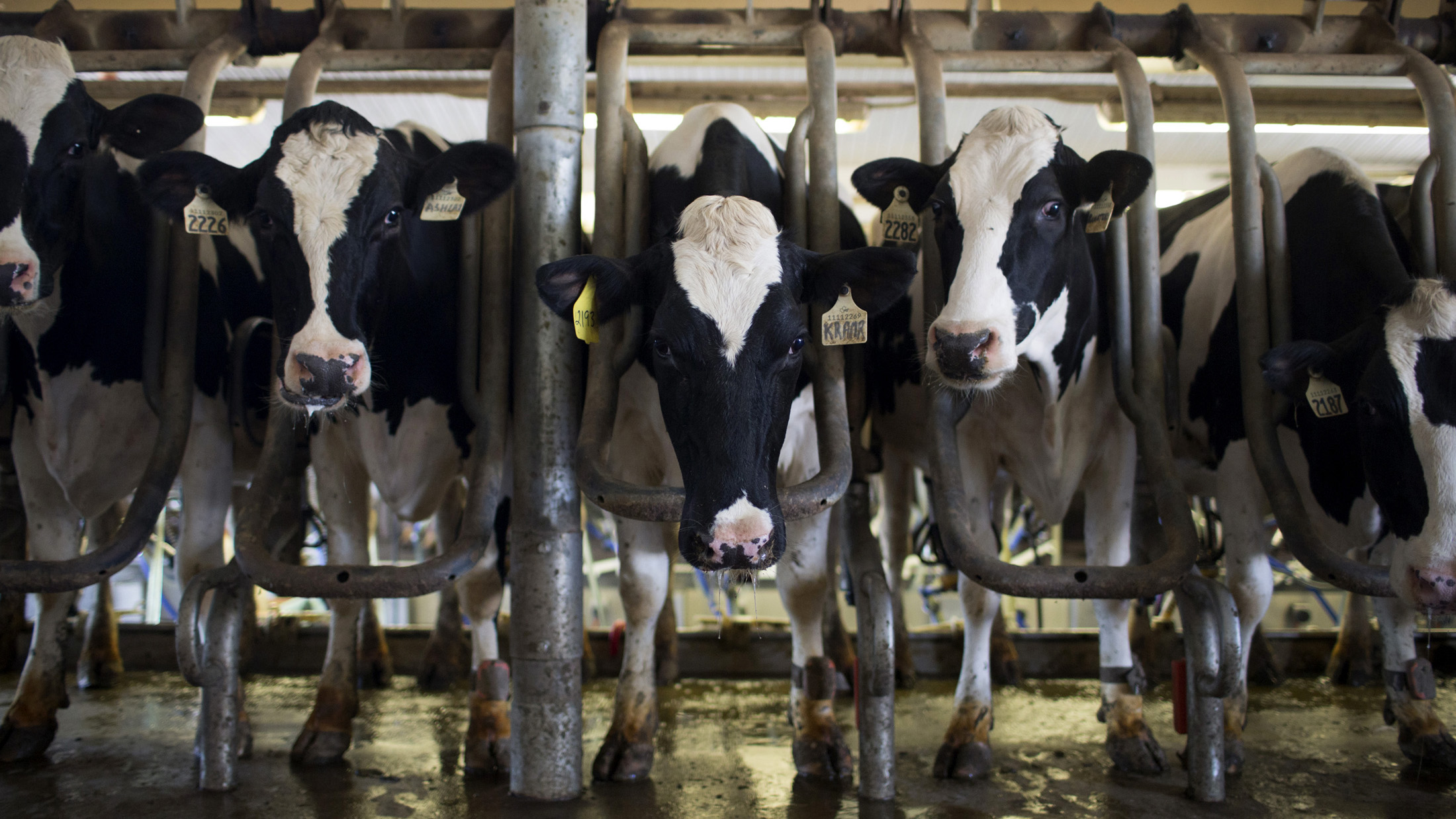 Cows stand in the milking parlor at a dairy farm in Lynden, Canada.
