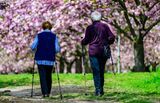 GERMANY-WEATHER-SPRING-CHERRY BLOSSOMS