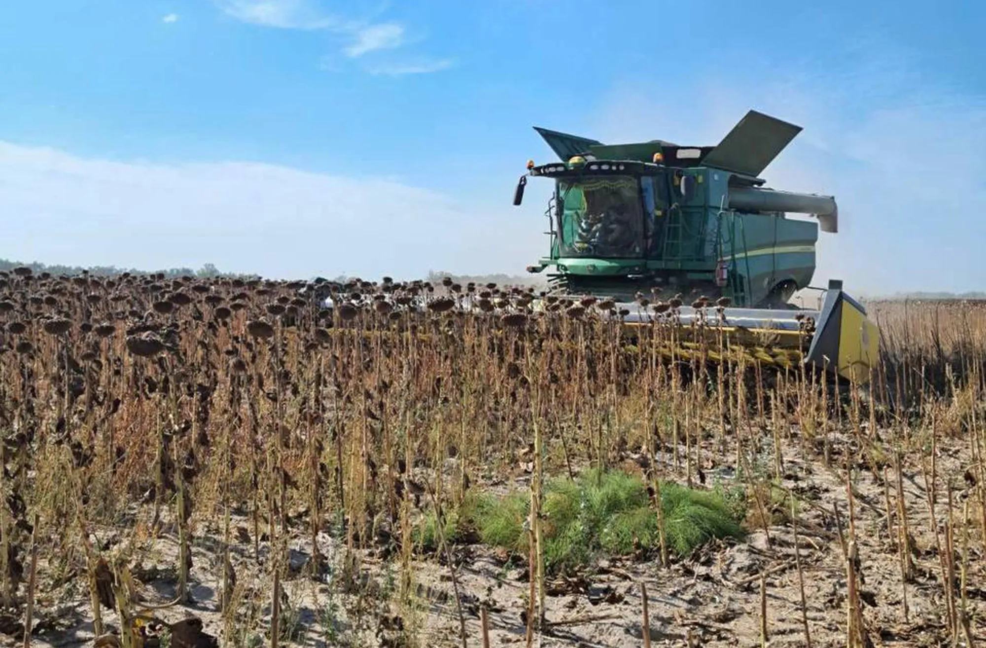 A field of dry sunflowers during the summer harvest in Kyiv oblast, Ukraine.
