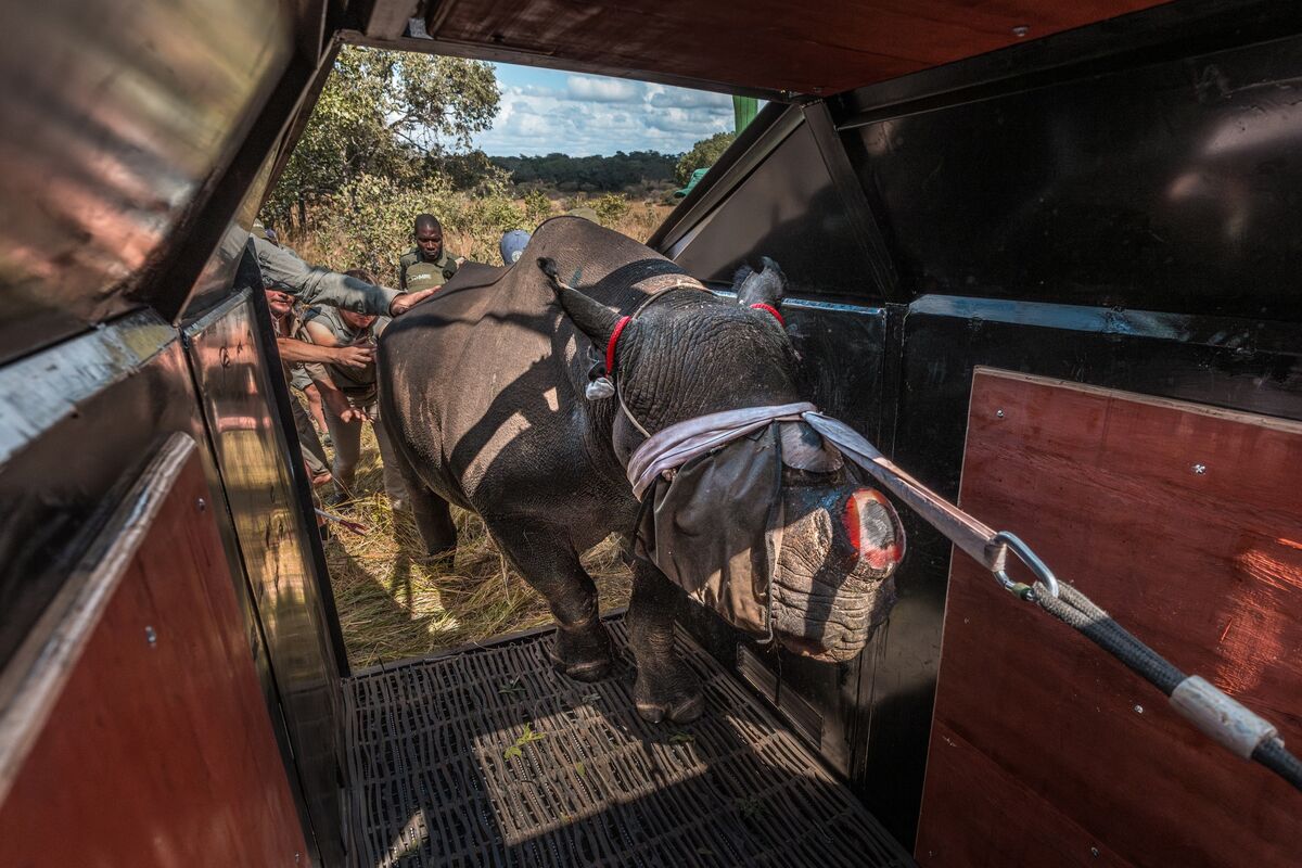 Rhinos Return to Billionaire-Backed Park After 1990s Wipe Out
