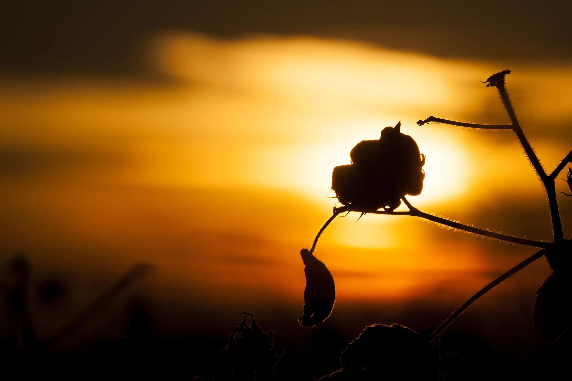 The silhouette of a cotton bud is seen at sunset in a field before being harvested