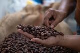 Colombian Cacao Production As Cocoa Prices See Historic Surge