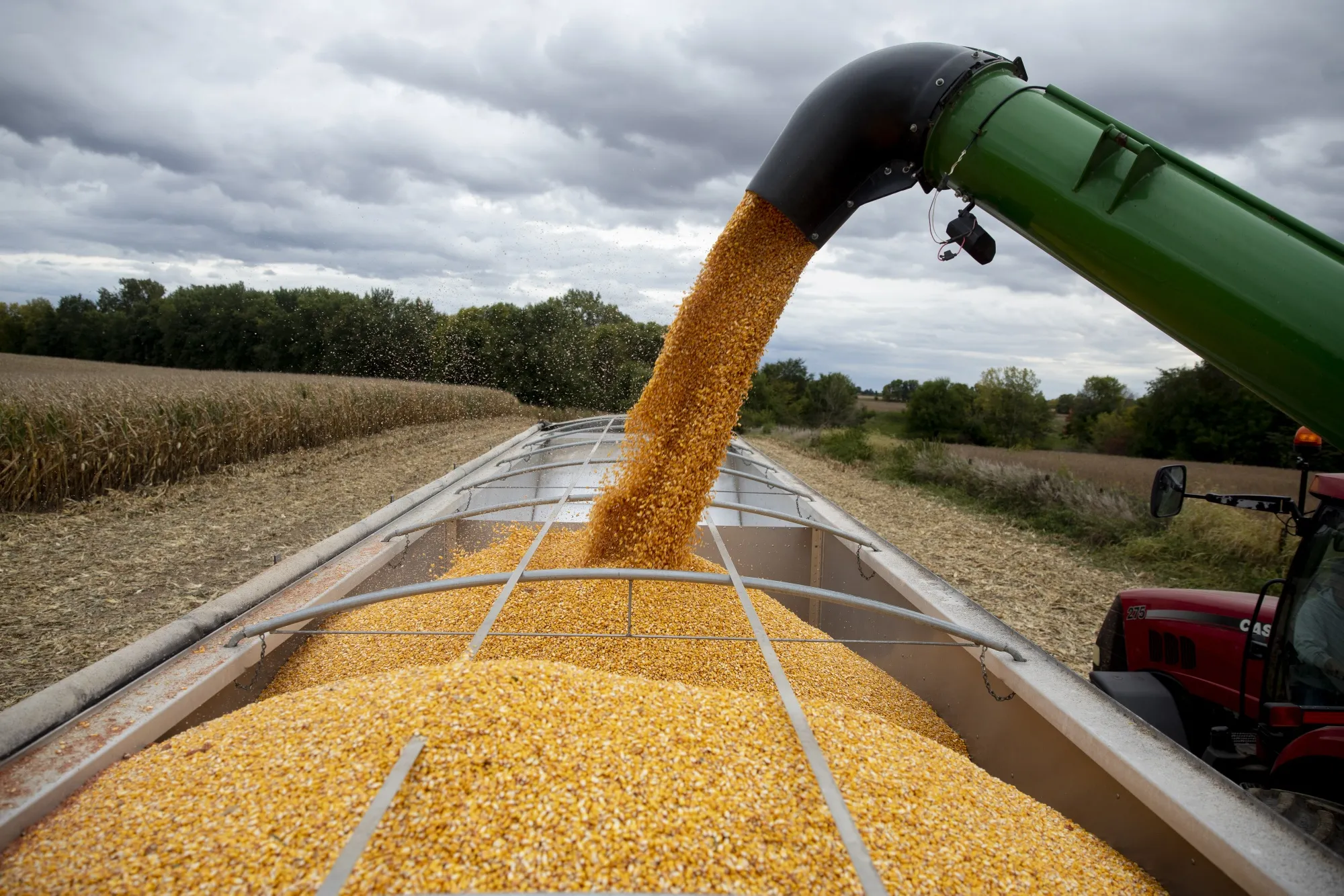 Corn Jumps As U.S. Stockpiles Trail Estimates