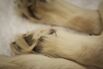 Inside a Pet Acupuncture Clinic Ahead of the Lunar Year of the Dog