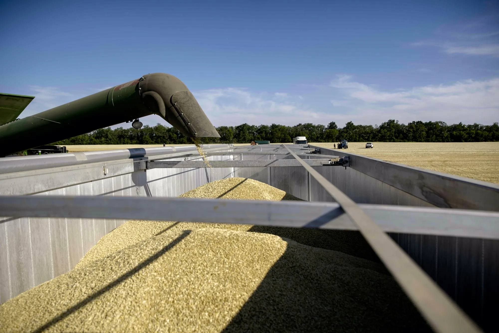 Harvested wheat grain on a farm in Kryvyi Rih, Ukraine.