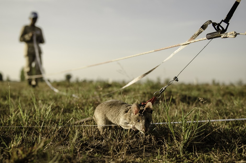 An African giant pouched rat runs from one trainer to another as it searches the ground for land mines during training.