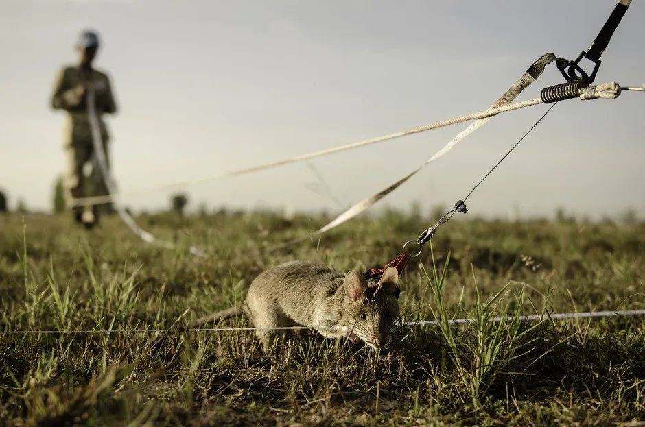 African Giant Pouched Rats Are Helping Rid Cambodia of Land Mines ...