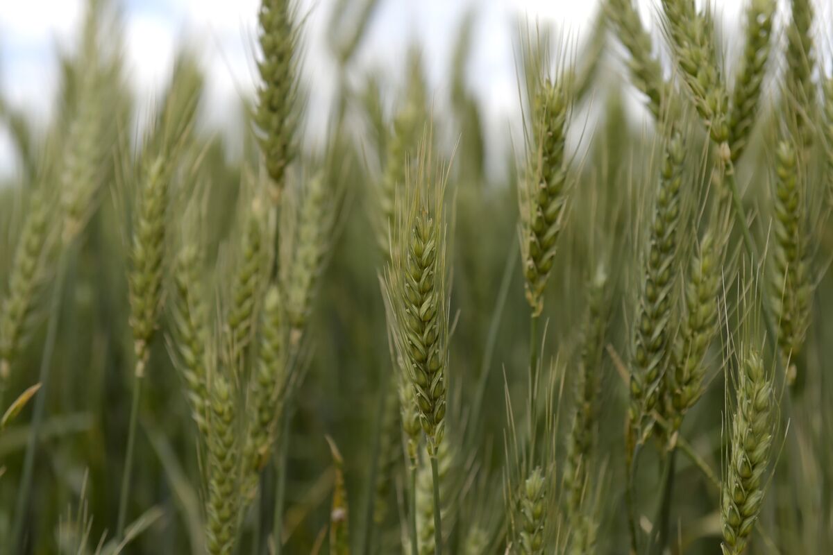 As War Spurs Race for Wheat, World Has Limited Room to Grow More ...