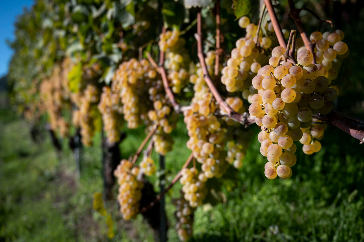 Grapes ready for harvest at a vineyard&nbsp;overlooking Lake Geneva last September.