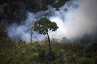 BRAZIL-GREENPEACE-TIMBER-ILLEGAL-FELLING