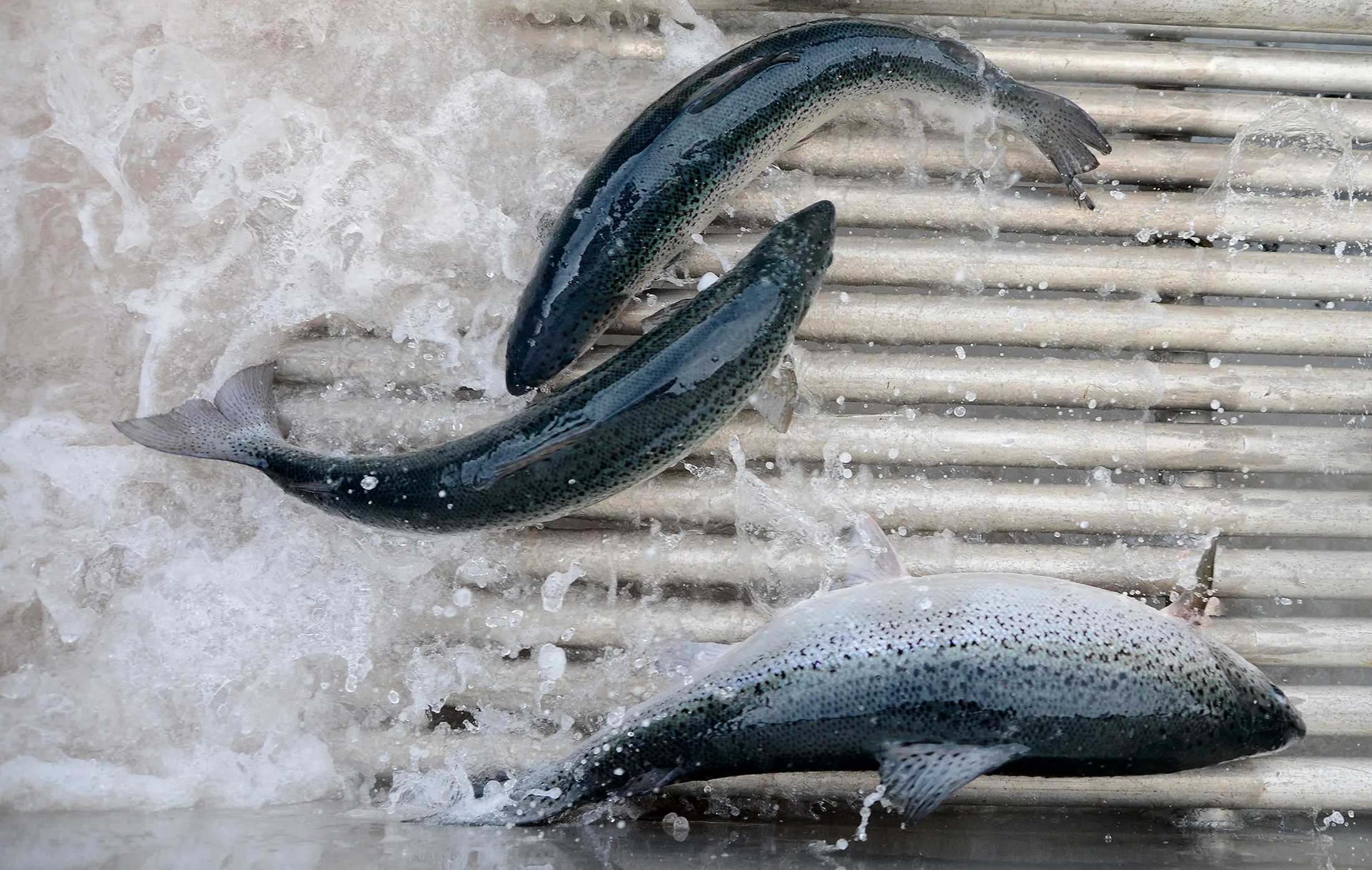 1467698189_fish-farm