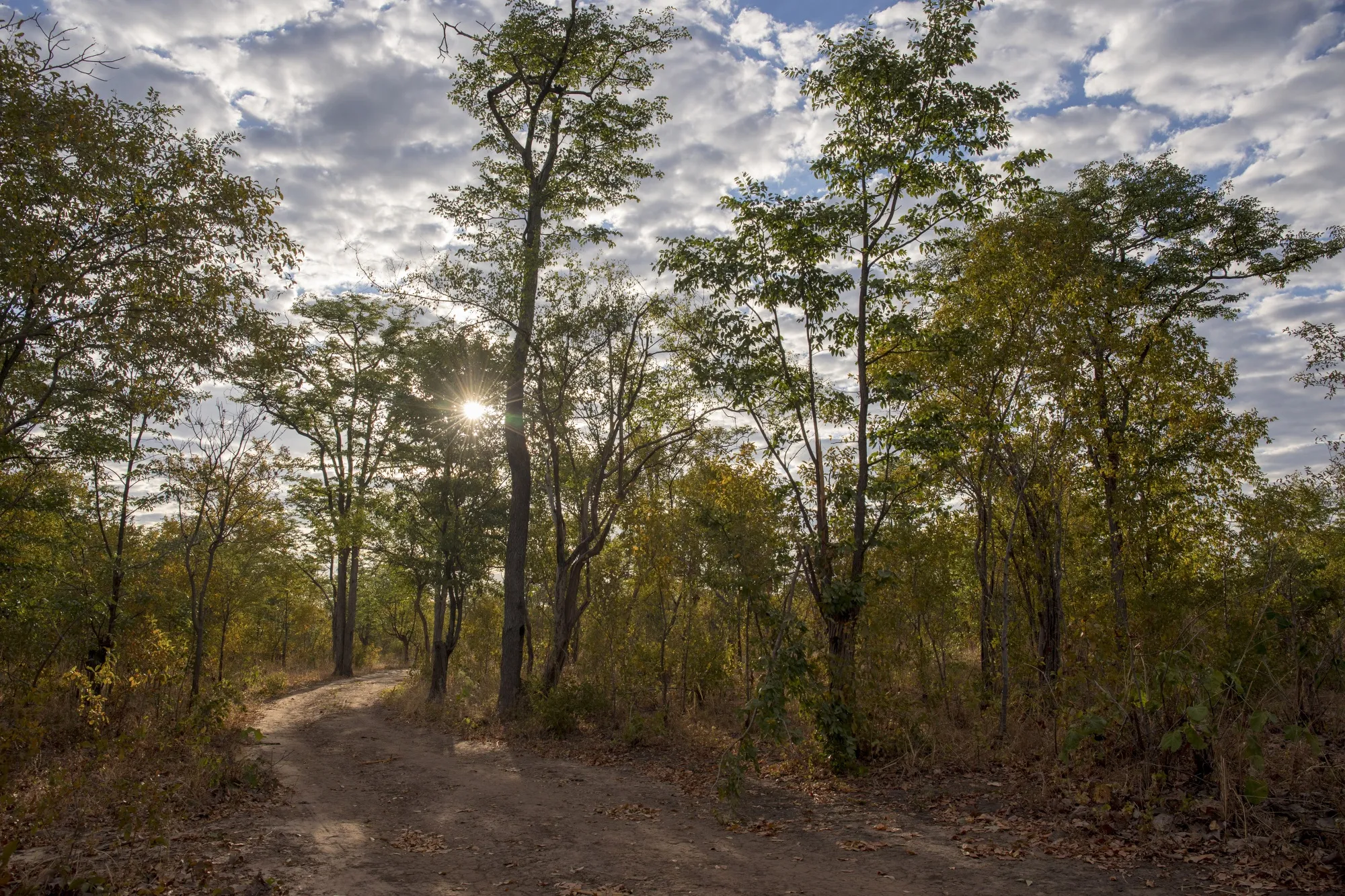 The carbon-rich miombo woodlands have shrunk considerably in recent decades.