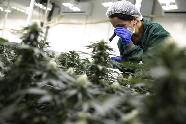 Everybody Wants to Be a Cannabis Farmer in This Corner of Europe