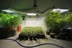 Marijuana Mapped: the Price of Weed Across the U.S.