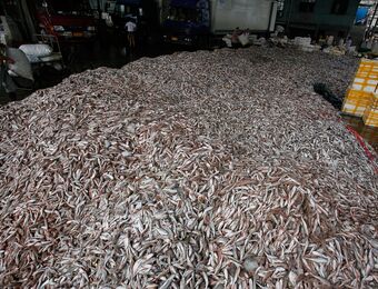 relates to Saving the Ocean: US Push to Curb Rogue Fishing Needs China’s Buy-In