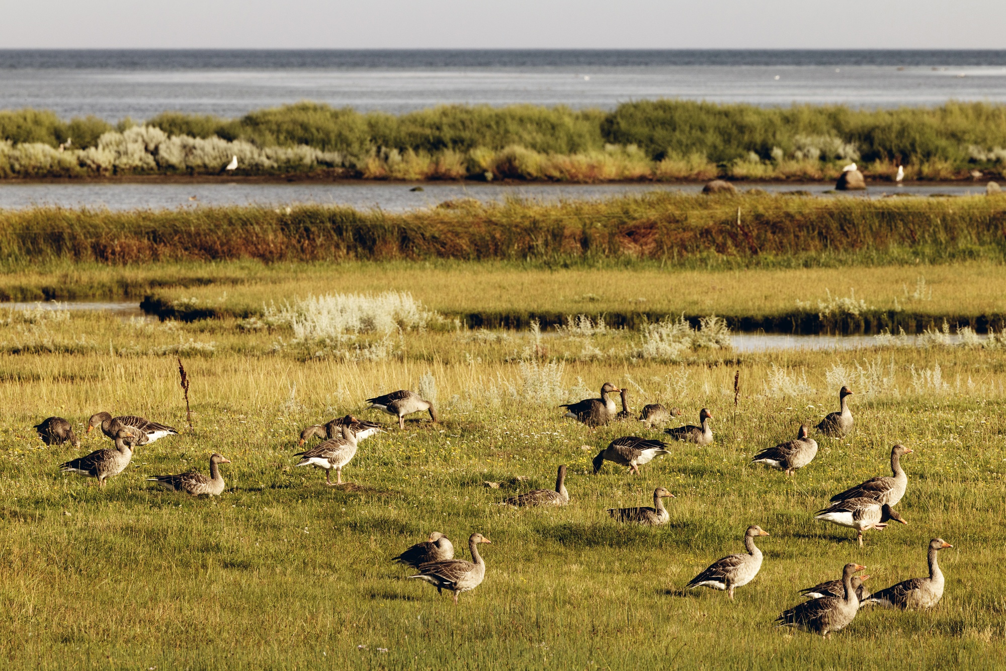 A picture of birds in wetlands, close to the island’s shore