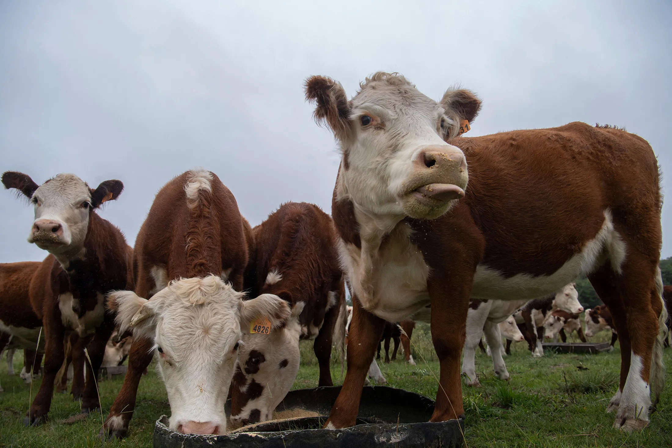 A herd of cows grazes in a field in Lavalleja Department, Uruguay.