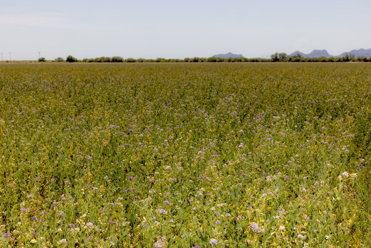 Why Arizona Keeps Growing Alfalfa in the Desert Even As Water Concerns