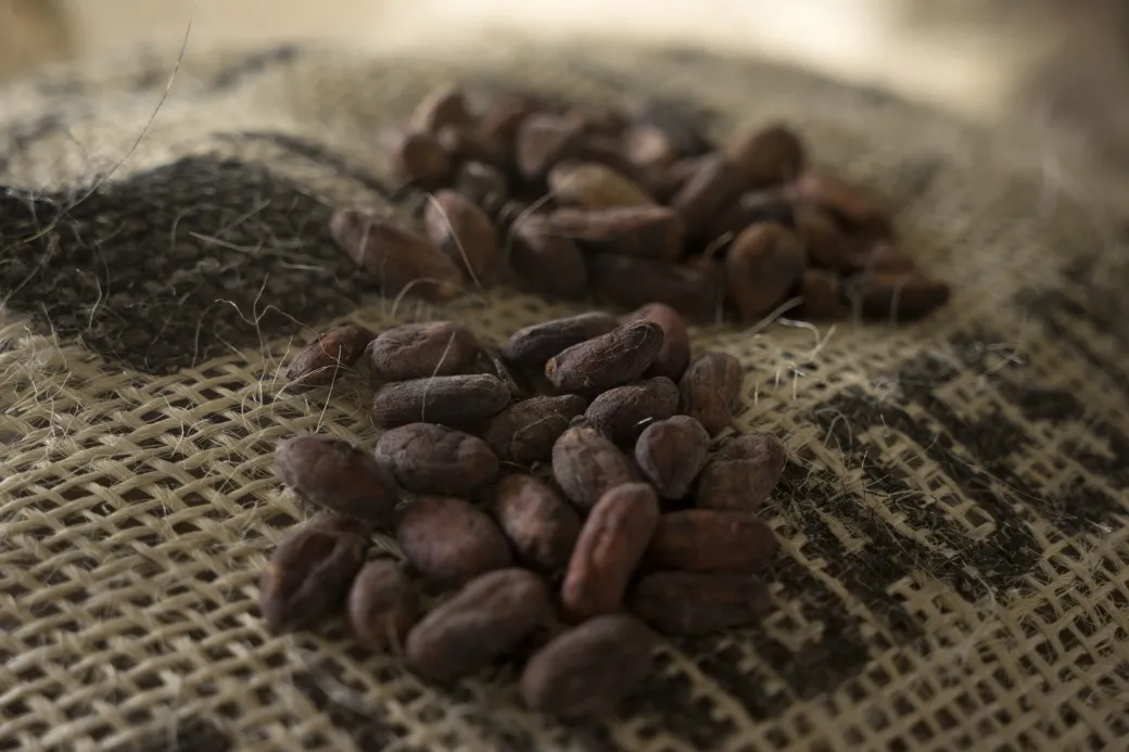 Cacao beans from Boyaca.