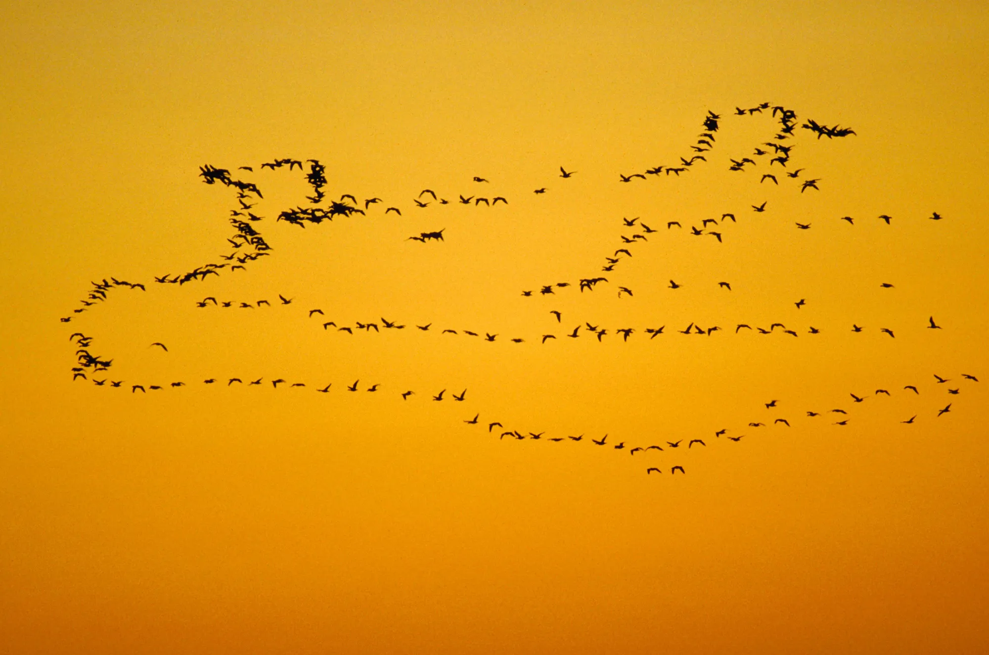 1502185663_GEESE