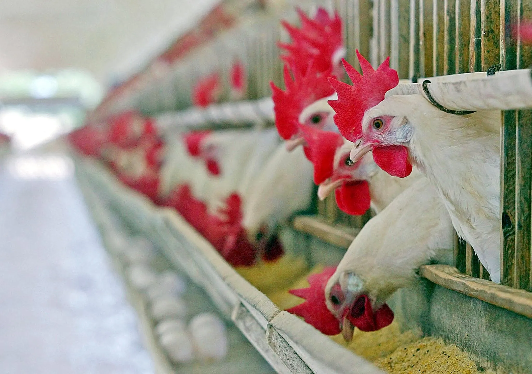 Chickens at a poultry farm near&nbsp;Curitiba, Brazil.