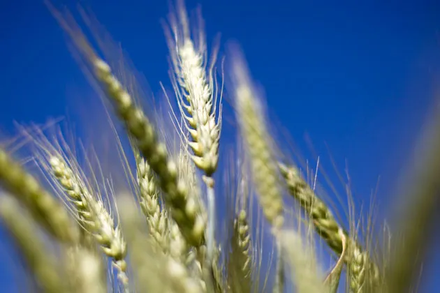 The Search for Monsanto's Rogue GMO Wheat