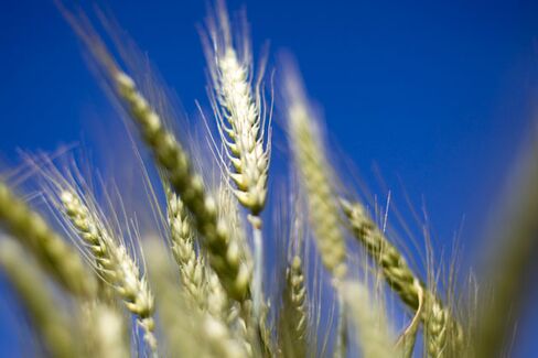 The Search for Monsanto's Rogue GMO Wheat