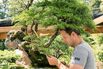 Forget Meditation Apps. I’m Binge-Watching These Bonsai Videos