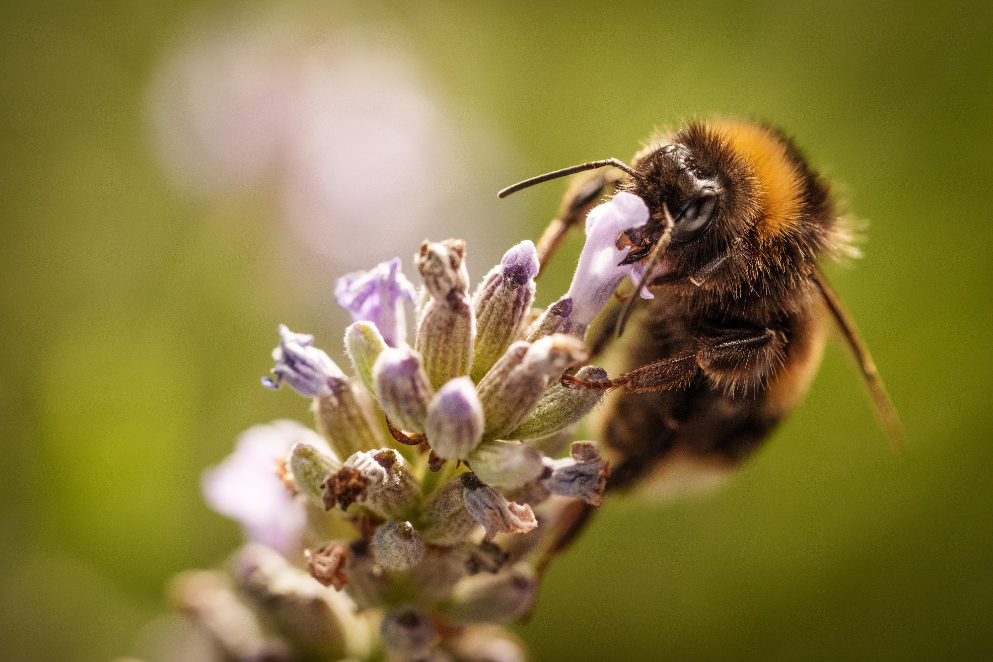 Climate Change Linked to Drop in Bumble Bee Numbers: Study