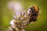 An analysis of bumblebee wings from a network of UK institutions shows signs of stress linked to conditions getting hotter and wetter.
