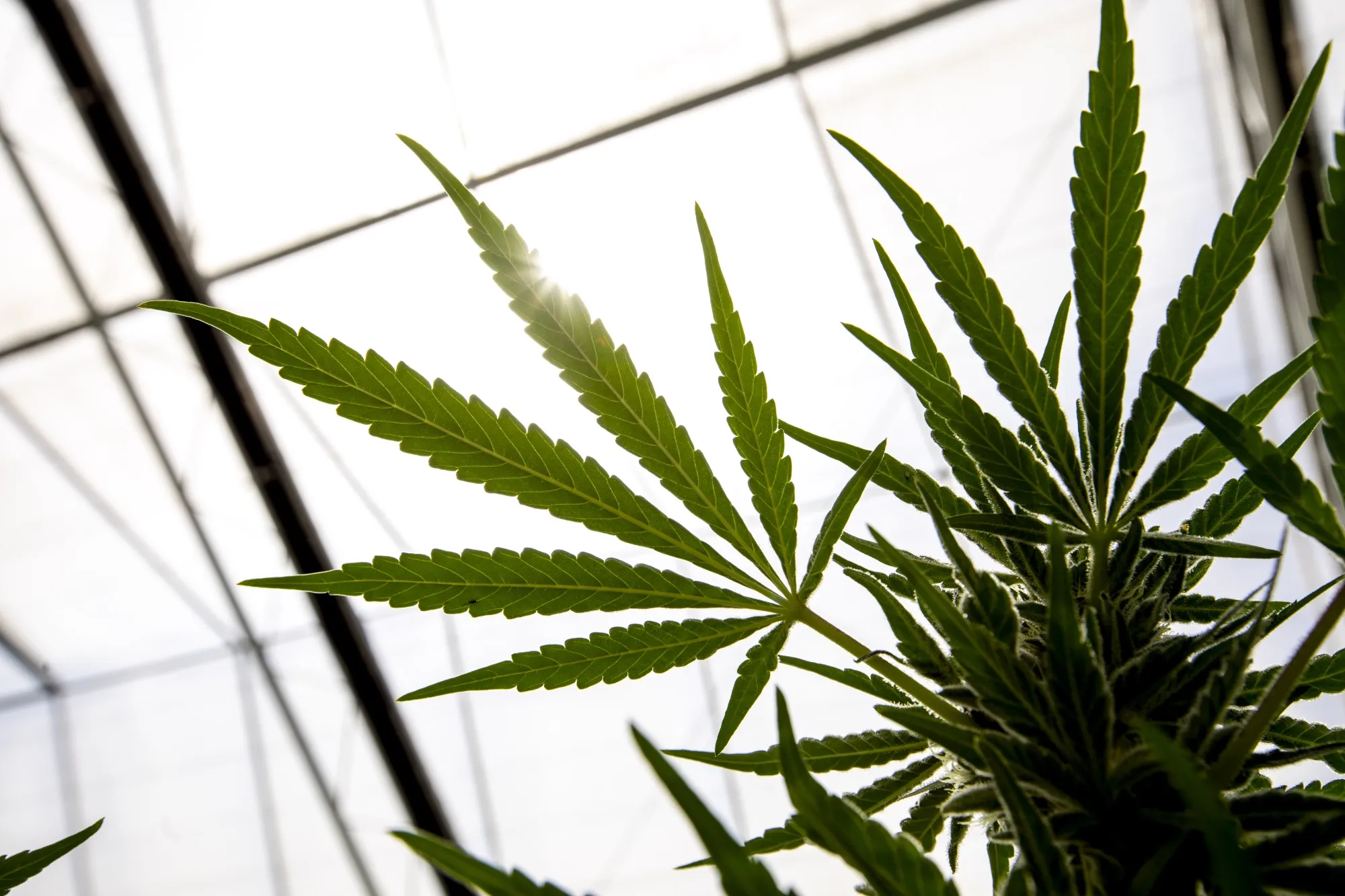 Cannabis plants grow at a greenhouse near Camarillo, California.
