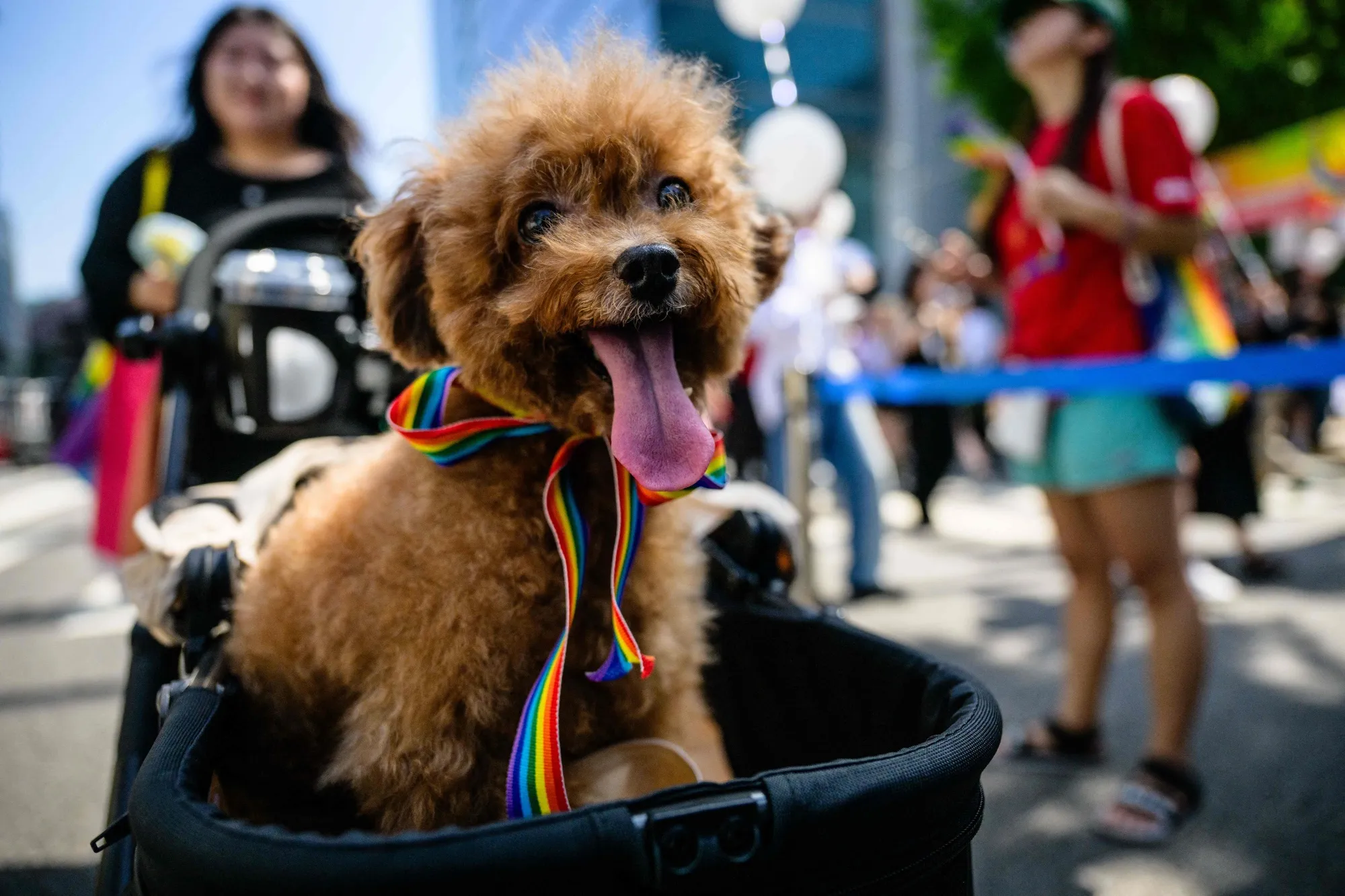 Pet ownership has grown in South Korea and the public has turned away from dog meat.