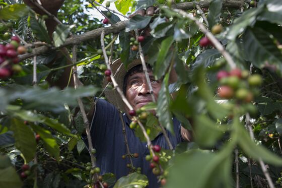 High-Brow Coffee Is More Popular Than Ever While Growers Are in Crisis
