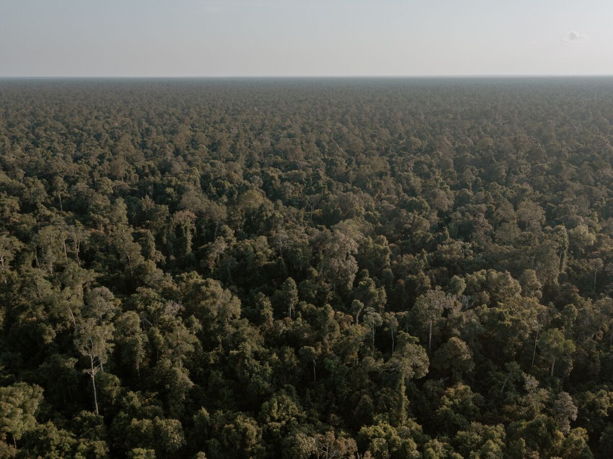 Indonesia Plans Forestry Carbon Offset Sales Soon