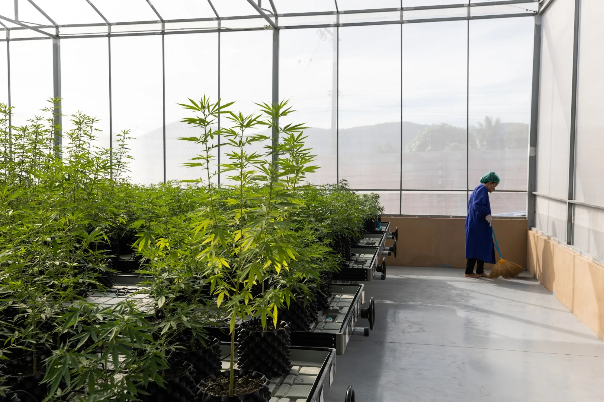 Marijuana plants grow in a greenhouse in Thailand.
