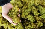 This image provided by Gusbourne wines shows grapes from their vineyard in 2017, in Kent, England. (Gusbourne via AP)