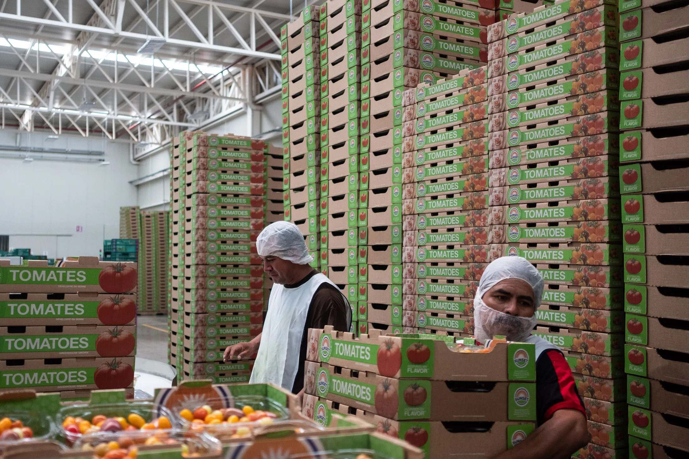 Workers pack tomatoes for U.S. export in San Luis Potosi, Mexico, on Aug. 6, 2018.&nbsp;