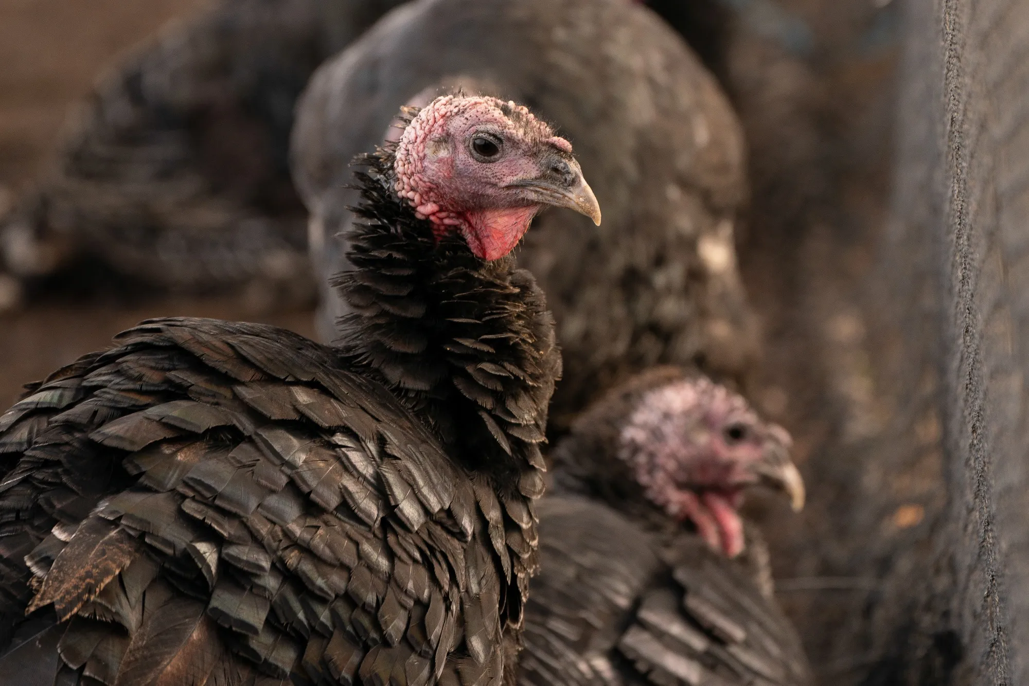 Broad Breasted Bronze turkeys at a farm in Ellensburg, Washington, on Nov. 18.