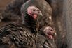 A Turkey Farm Ahead Of The Thanksgiving Holiday