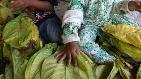 Children bundle leaves to prepare them for curing.