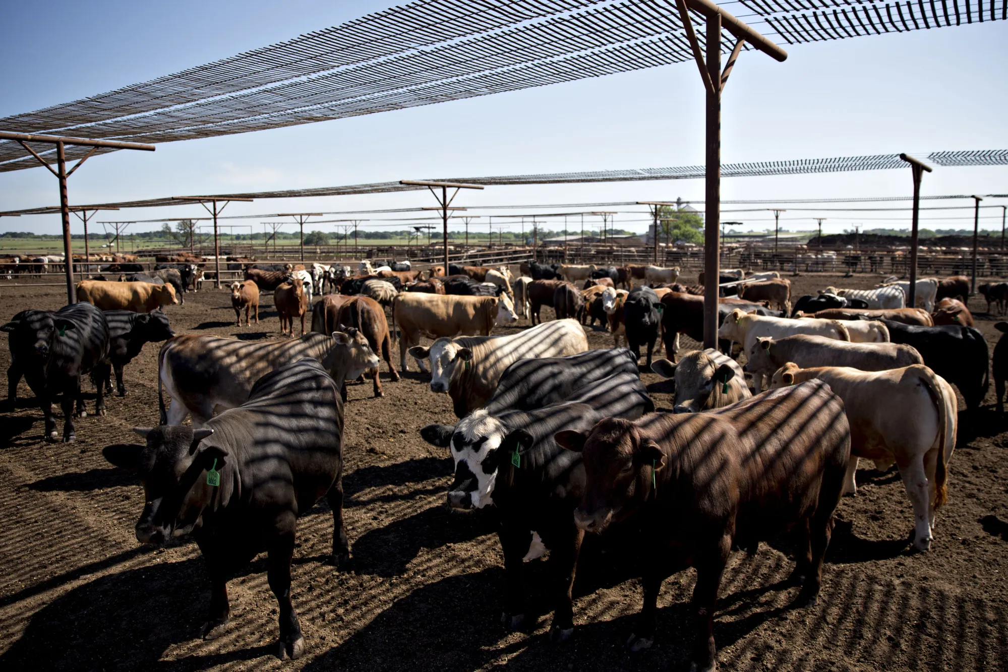 Beef cattle at a feedlot in Floresville, Texas.