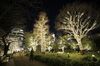 Visitors walk past illuminated trees ahead of Christmas at the Tokyo Midtown complex in Tokyo, Japan, on Wednesday, Dec. 16, 2020.