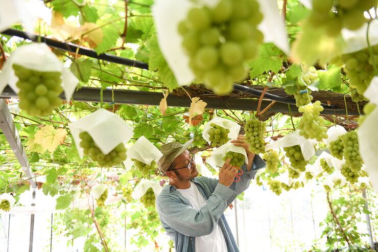 Rival Nations Are Copying Japan’s Perfect $64 Grapes