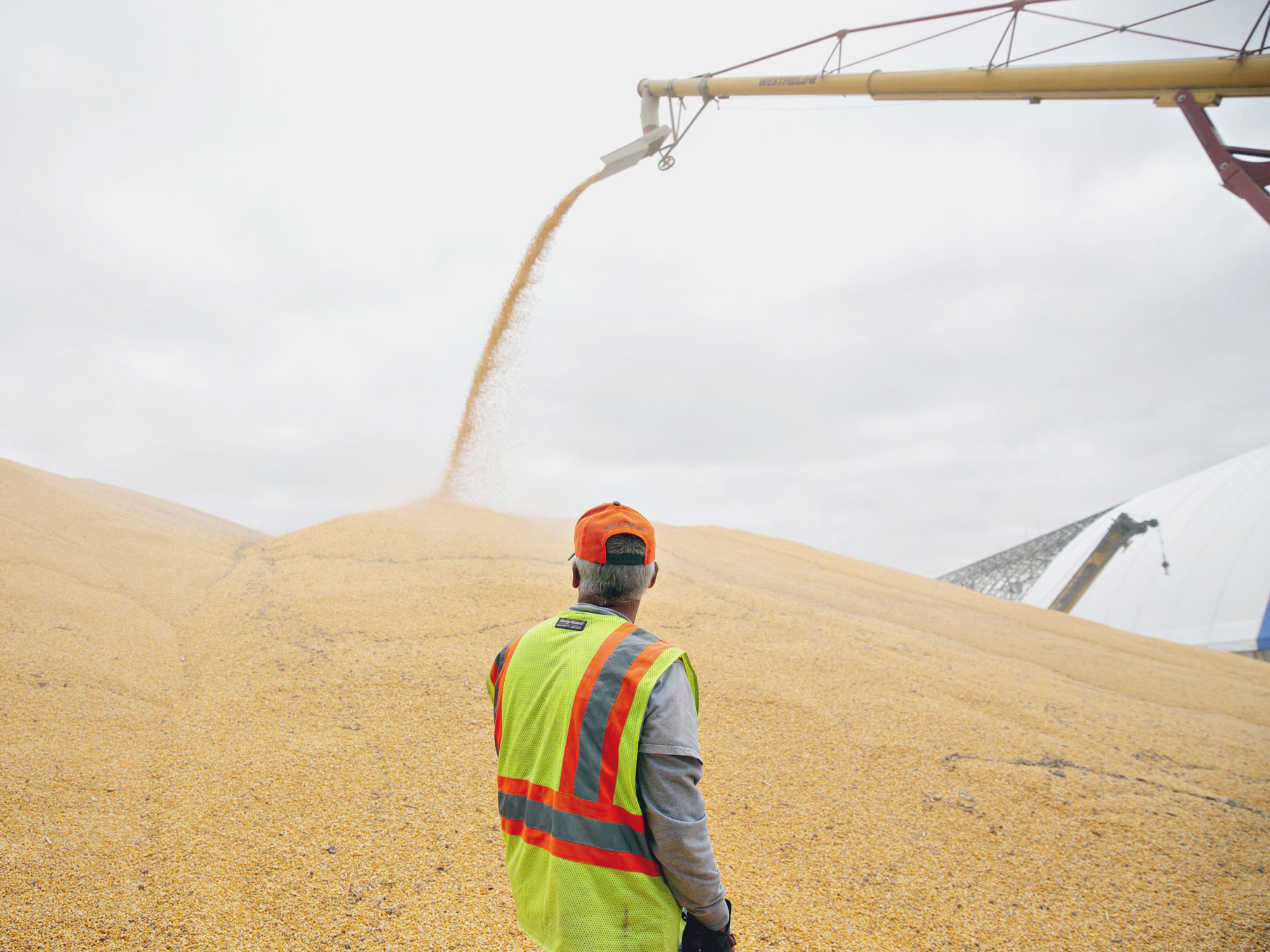 Corn being loaded at the Michlig Grain LLC elevator in Sheffield, Illinois.