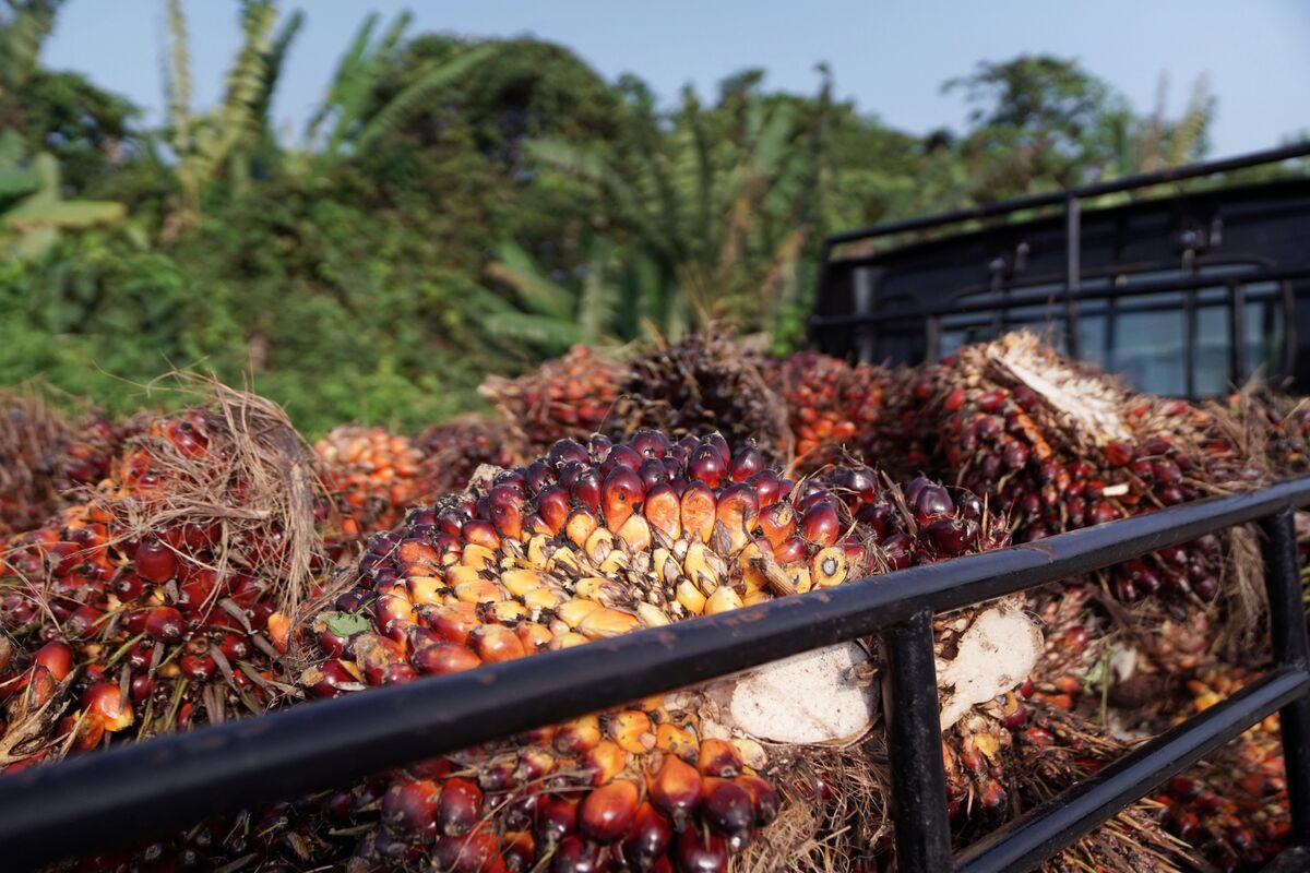 Indonesia Palm Oil Export Ban Now Includes Crude And RBD Olein - Bloomberg